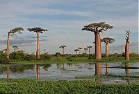 Trek.Today search results: Grandidier's Baobab