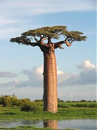 Trek.Today search results: Grandidier's Baobab