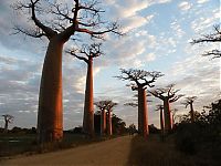 Trek.Today search results: Grandidier's Baobab