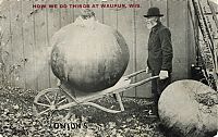 World & Travel: History: Tall Tale postcards