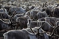 World & Travel: Life of Siberian reindeer herders, Yamal, Russia.