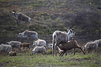 Trek.Today search results: Life of Siberian reindeer herders, Yamal, Russia.