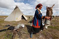 World & Travel: Life of Siberian reindeer herders, Yamal, Russia.