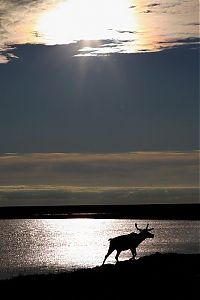 World & Travel: Life of Siberian reindeer herders, Yamal, Russia.