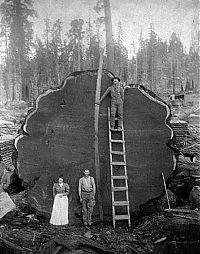 World & Travel: record breaking tree