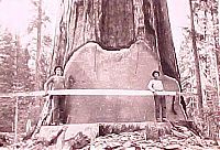 World & Travel: record breaking tree