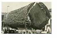 Trek.Today search results: record breaking tree