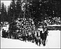 World & Travel: record breaking tree