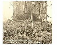Trek.Today search results: record breaking tree