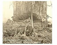 World & Travel: record breaking tree