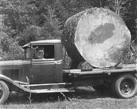 World & Travel: record breaking tree