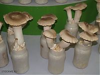 Trek.Today search results: edible chinese mushrooms