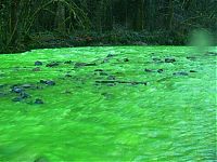 Trek.Today search results: Fluorescein dumped into Goldstream River, British Columbia, Canada