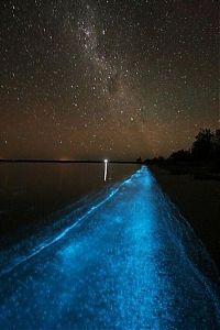 Trek.Today search results: Noctiluca scintillans, Gippsland Lakes, Vistoria, Australia