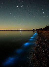 Trek.Today search results: Noctiluca scintillans, Gippsland Lakes, Vistoria, Australia