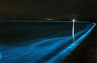 Trek.Today search results: Noctiluca scintillans, Gippsland Lakes, Vistoria, Australia