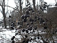 World & Travel: Chernobyl in winter, Pripyat, Kiev Oblast, Ukraine