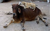 World & Travel: Blue City, Jodhpur, Rajasthan, India