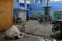 Trek.Today search results: Blue City, Jodhpur, Rajasthan, India