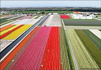 Trek.Today search results: Tulip fields, Keukenhof, The Netherlands