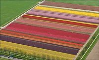Trek.Today search results: Tulip fields, Keukenhof, The Netherlands