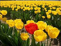 Trek.Today search results: Tulip fields, Keukenhof, The Netherlands