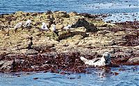 Trek.Today search results: Staffa, island of the Inner Hebrides in Argyll and Bute, Scotland