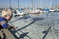 Trek.Today search results: Millions of dead fish, King Harbor, Redondo Beach, California, United States