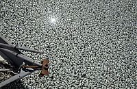 World & Travel: Millions of dead fish, King Harbor, Redondo Beach, California, United States