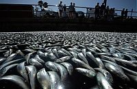 Trek.Today search results: Millions of dead fish, King Harbor, Redondo Beach, California, United States