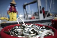 Trek.Today search results: Millions of dead fish, King Harbor, Redondo Beach, California, United States