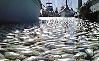 Trek.Today search results: Millions of dead fish, King Harbor, Redondo Beach, California, United States