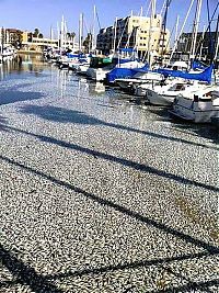 Trek.Today search results: Millions of dead fish, King Harbor, Redondo Beach, California, United States