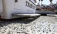 World & Travel: Millions of dead fish, King Harbor, Redondo Beach, California, United States