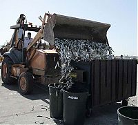 Trek.Today search results: Millions of dead fish, King Harbor, Redondo Beach, California, United States