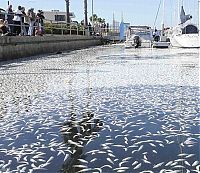 Trek.Today search results: Millions of dead fish, King Harbor, Redondo Beach, California, United States