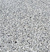 Trek.Today search results: Millions of dead fish, King Harbor, Redondo Beach, California, United States