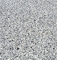 World & Travel: Millions of dead fish, King Harbor, Redondo Beach, California, United States