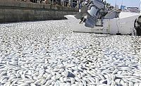 World & Travel: Millions of dead fish, King Harbor, Redondo Beach, California, United States