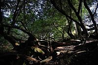 Trek.Today search results: The Lost Gardens of Heligan, Mevagissey, United Kingdom