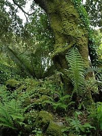 Trek.Today search results: The Lost Gardens of Heligan, Mevagissey, United Kingdom