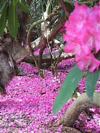 Trek.Today search results: The Lost Gardens of Heligan, Mevagissey, United Kingdom