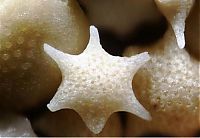 Trek.Today search results: sand under a microscope