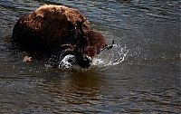 World & Travel: Yellowstone National Park, Wyoming, Idaho, Montana, United States