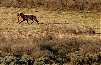 Trek.Today search results: Yellowstone National Park, Wyoming, Idaho, Montana, United States