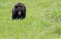 Trek.Today search results: Yellowstone National Park, Wyoming, Idaho, Montana, United States