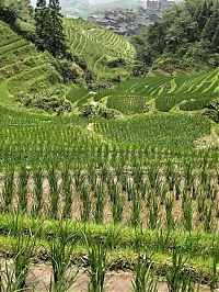 Trek.Today search results: paddy fields, rice terraces