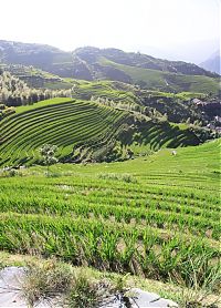 World & Travel: paddy fields, rice terraces