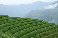 World & Travel: paddy fields, rice terraces