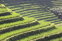 World & Travel: paddy fields, rice terraces